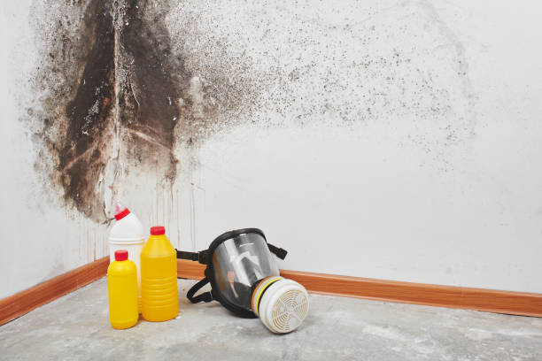 Best Black Mold Removal  in Mansfield, MO