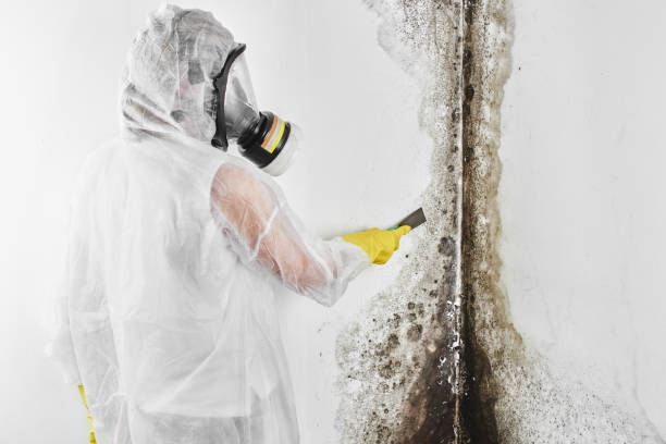 Trusted Mansfield, MO Mold Removal Experts