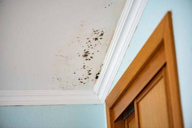 Best Residential Mold Removal  in Mansfield, MO