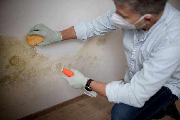 Best Same-Day Mold Removal  in Mansfield, MO