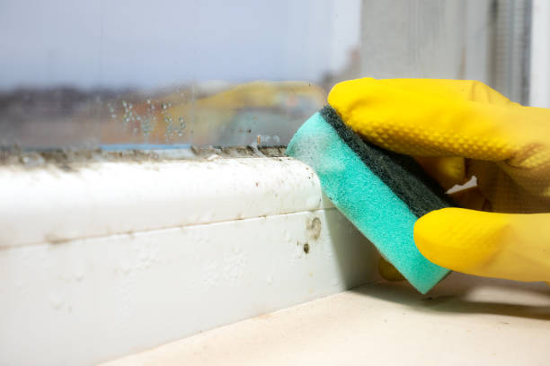 Best Mold Remediation  in Mansfield, MO
