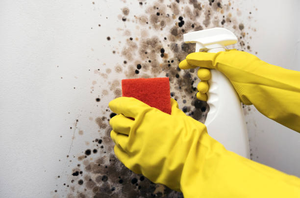 Best Mold Testing  in Mansfield, MO