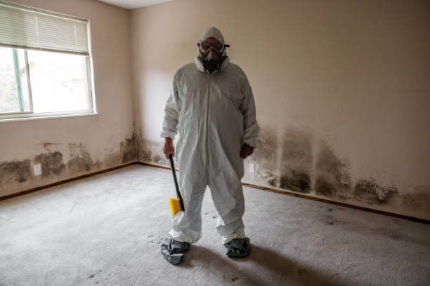 Reliable Mansfield, MO Mold Removal Solutions