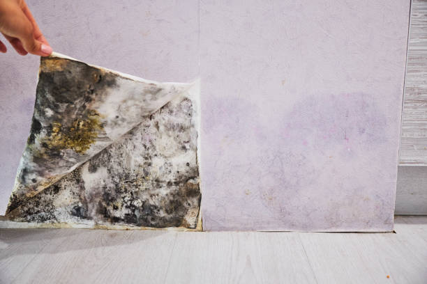 Best Toxic Mold Removal  in Mansfield, MO